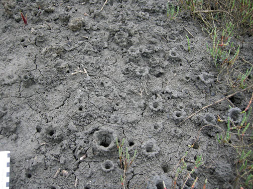 salt marsh  Life Traces of the Georgia Coast