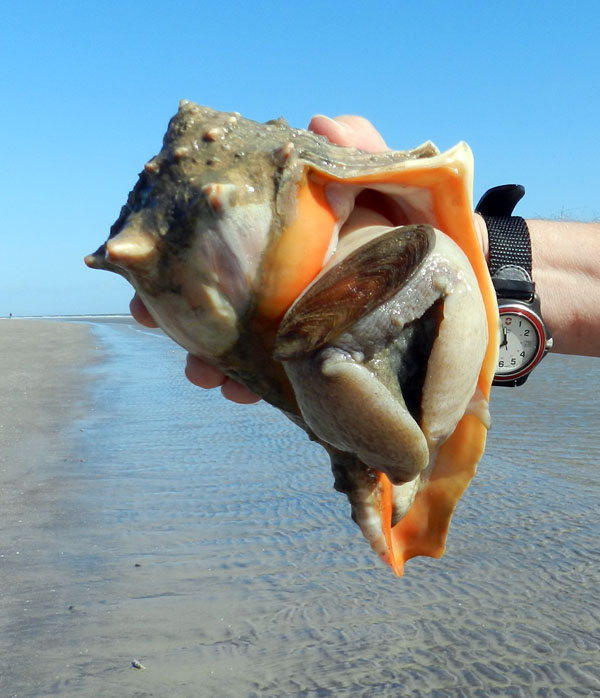 Jekyll Island - #WildlifeWednesday: Rigid pen shells are also called stiff pen  shells. The insides of these fan-shaped shells are smooth and shiny, like  mother-of-pearl, while the outside is covered with rough
