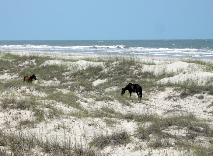 Cumberland Island Wild Horses