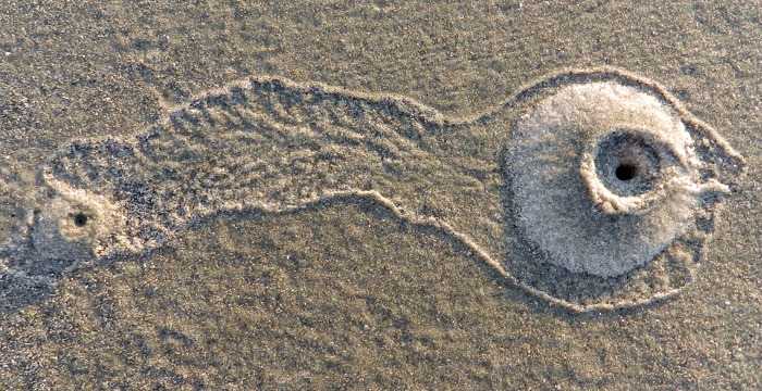 If the spirit moves (mud): The burrowing ghost shrimp - Washington