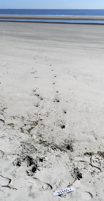 Deer-Tracks-Beach-Jekyll-3