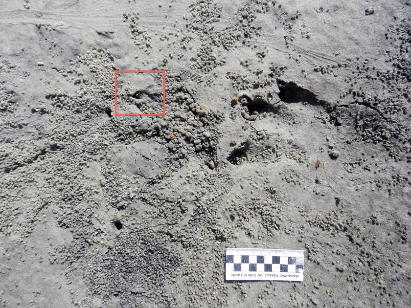 EPC of Hillsborough on X: Fiddler crab burrows are good