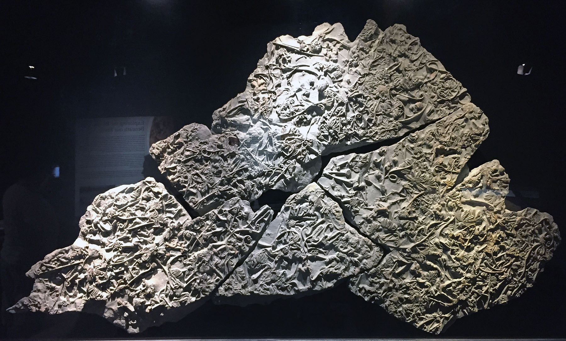 Ordovician-Crinoid-Slab-Cincinnati-Museum