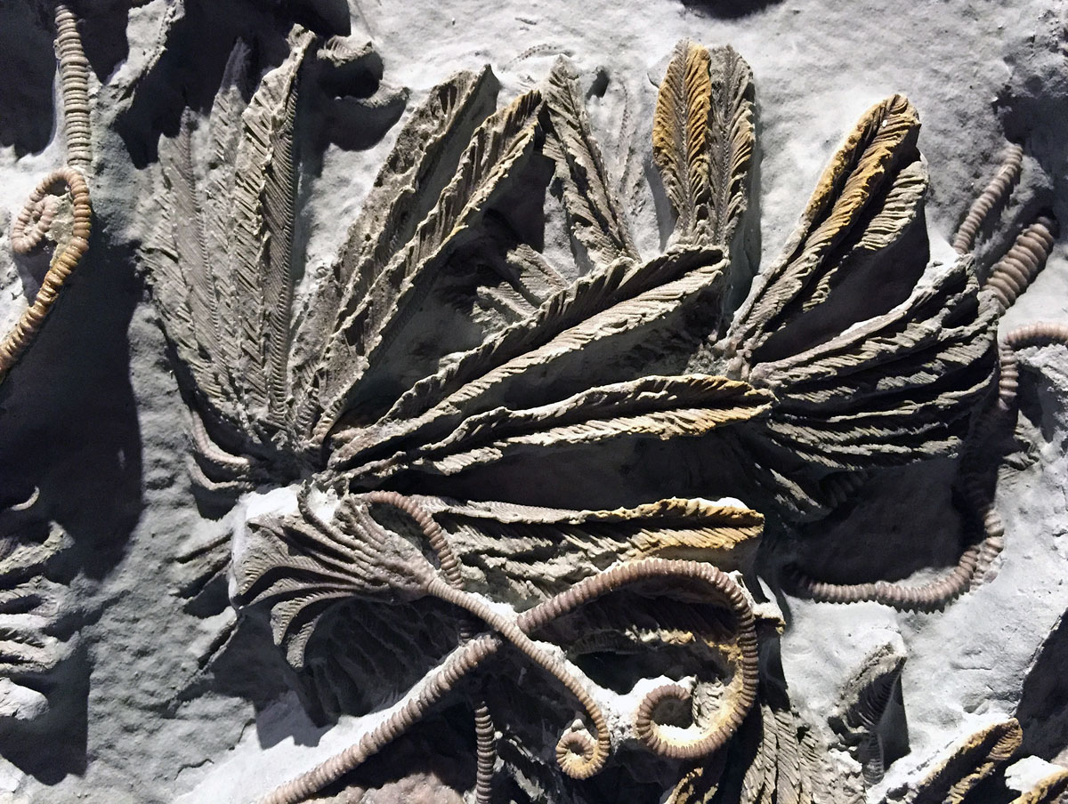 Ordovician-Crinoids-Cincinnati-Museum-1