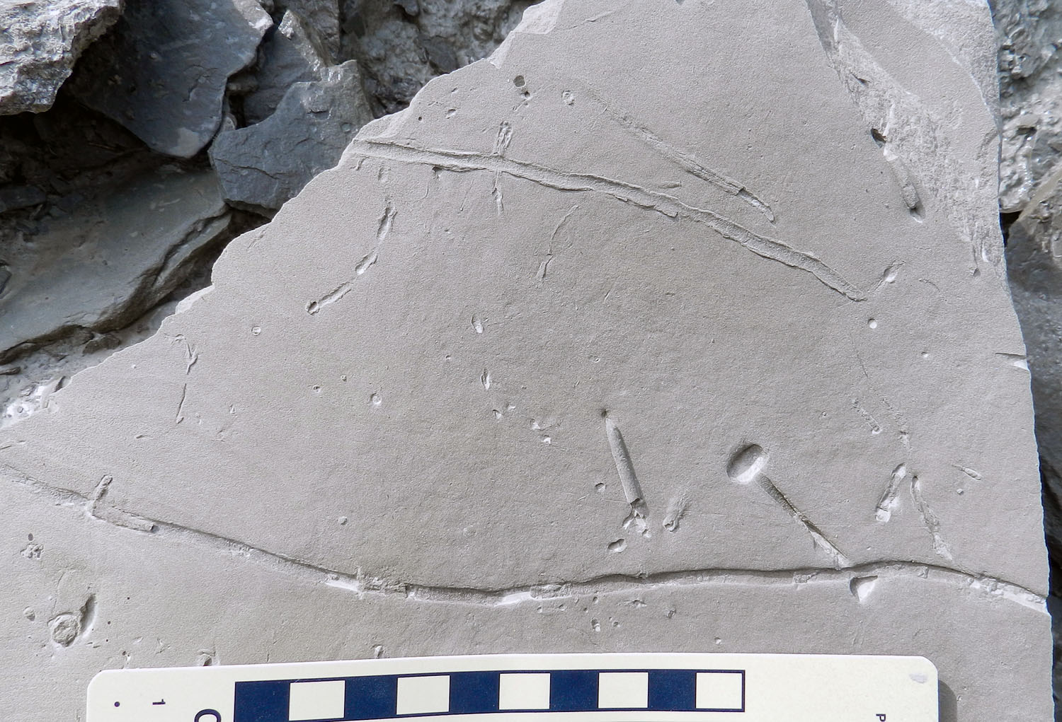 Diplocraterion-Palaeophycus-Cincinnatian