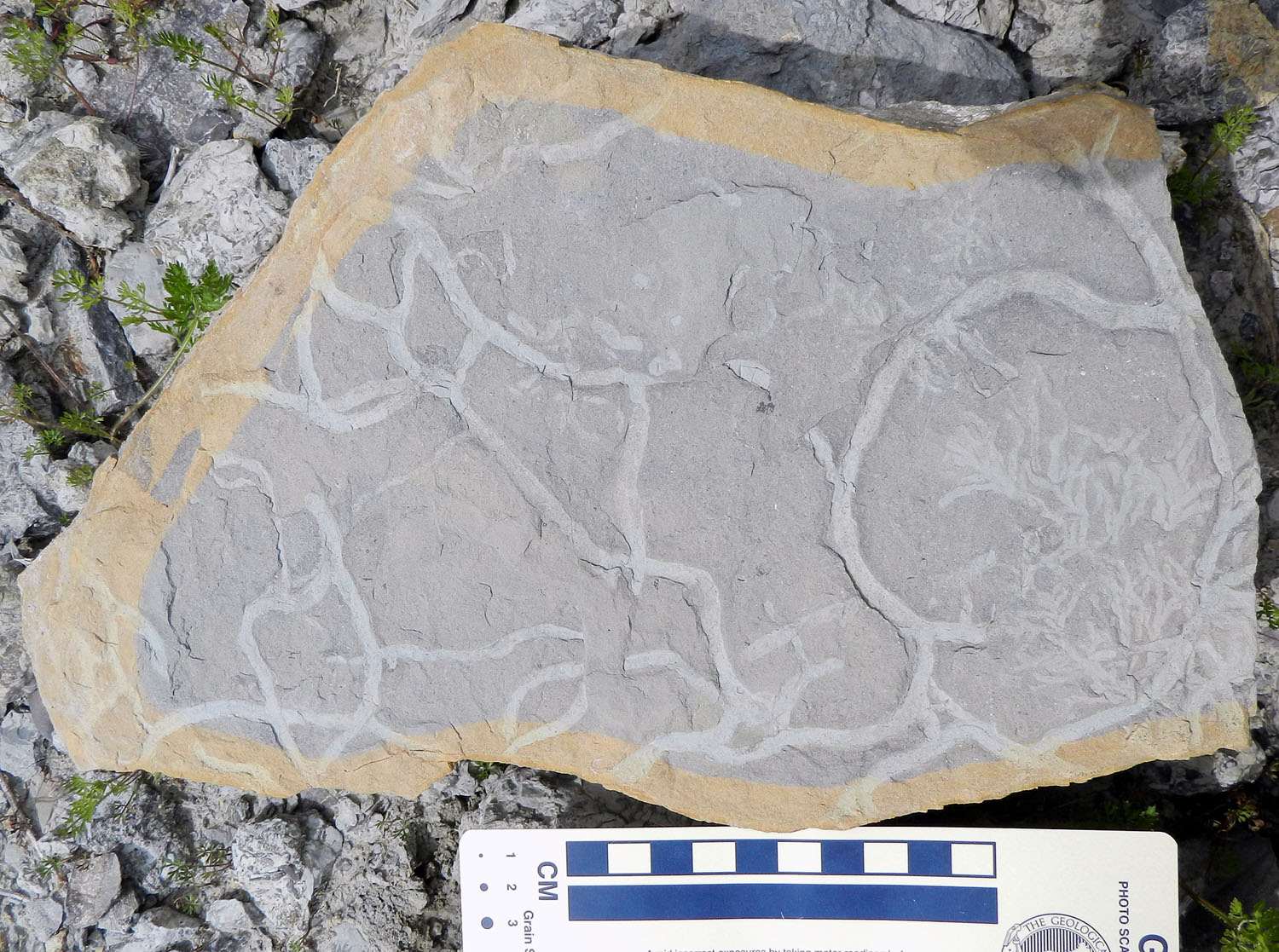 Palaeophycus-Cincinnatian