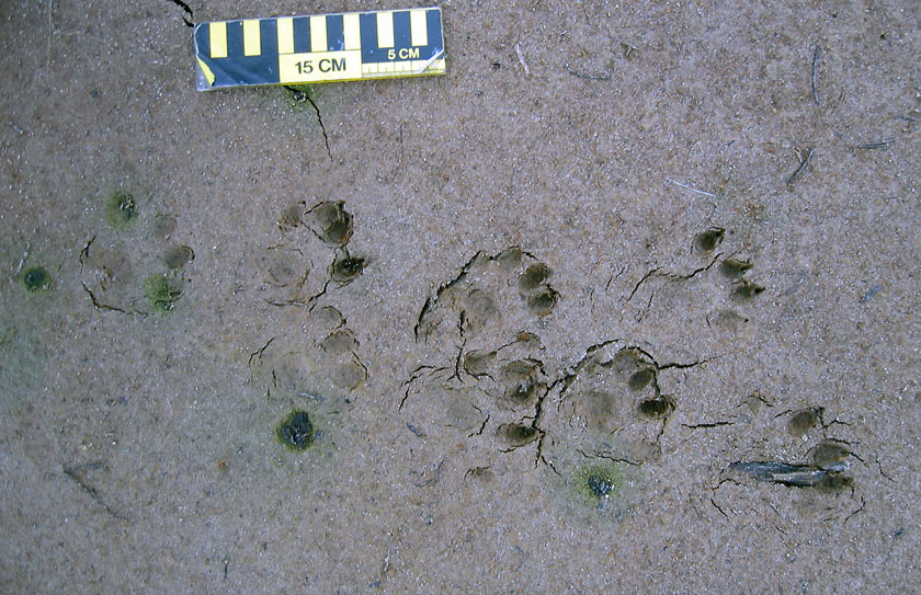 Eight-Legged-Otter-Tracks