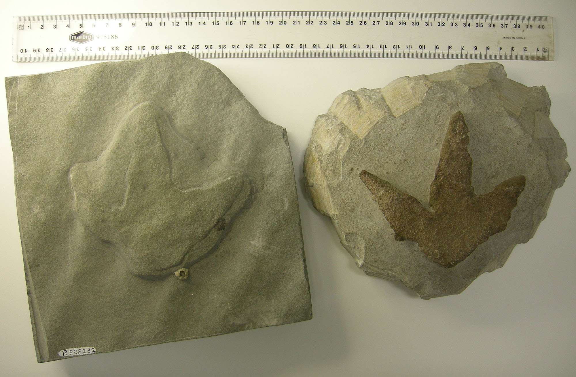 Ornithopod-Dinosaur-Tracks-Victoria