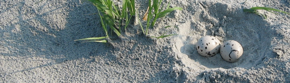 Oystercatcher Nest Sapelo Island