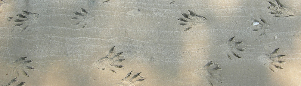 Raccoon Tracks: Cumberland Island