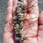 The former burrow of a tube worm (Diopatra cuprea): St. Catherines Island