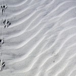 Parallel trackways made by boat-tailed grackles: Sapelo Island