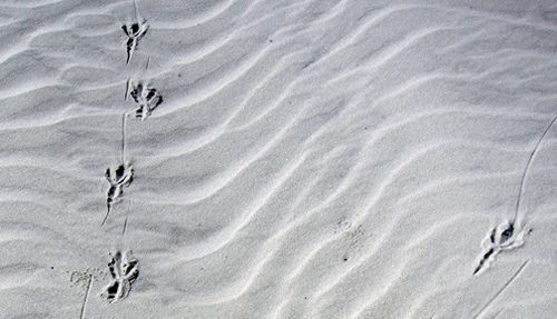 Parallel trackways made by boat-tailed grackles: Sapelo Island | Life ...