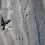 Sea Star Gull Traces: Sapelo Island