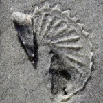 Trail made by Atlantic auger (Terebra dislocata): Sapelo Island