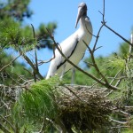 Wood Stork on nest: St. Catherines Island
