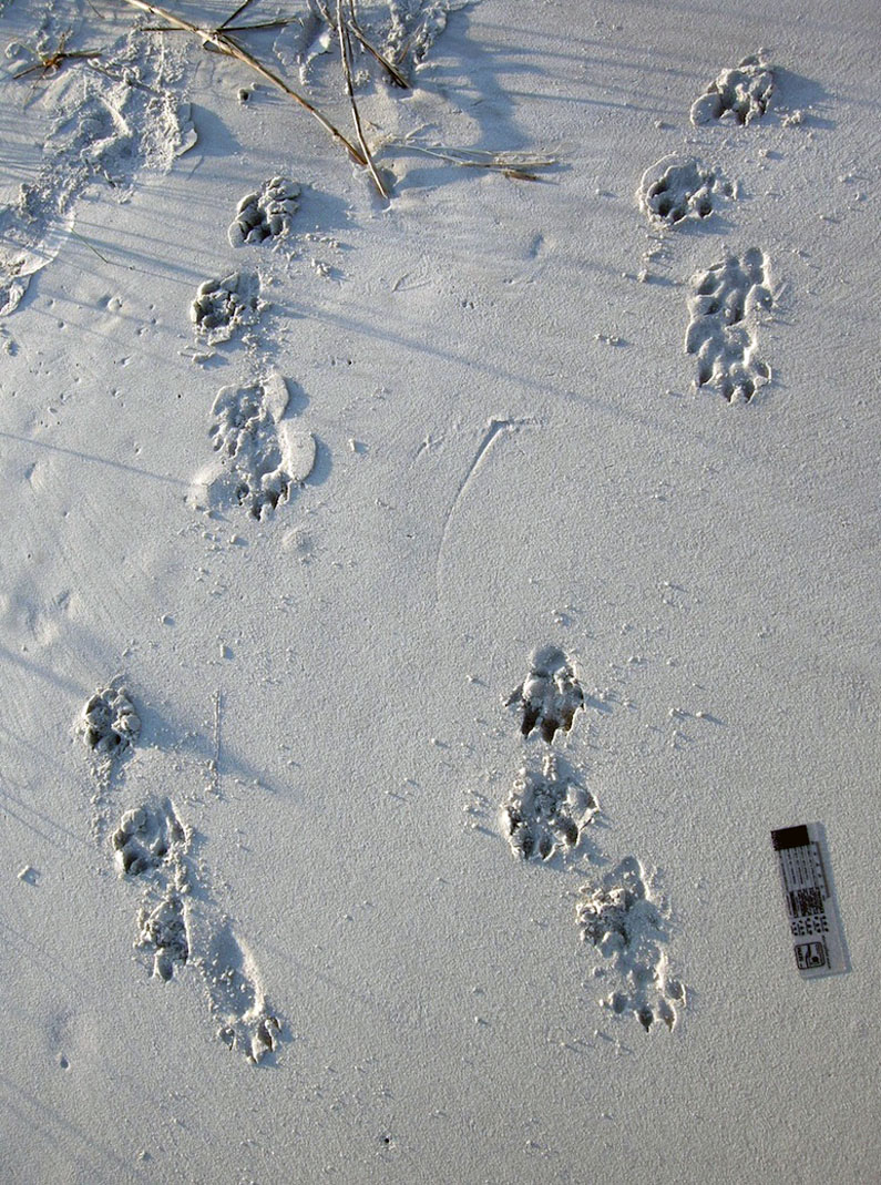 Sea Otter Tracks